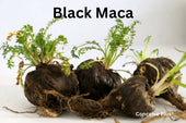 Black Maca Women: Unlocking Vitality and Investigating the Potential - Conceive Plus®