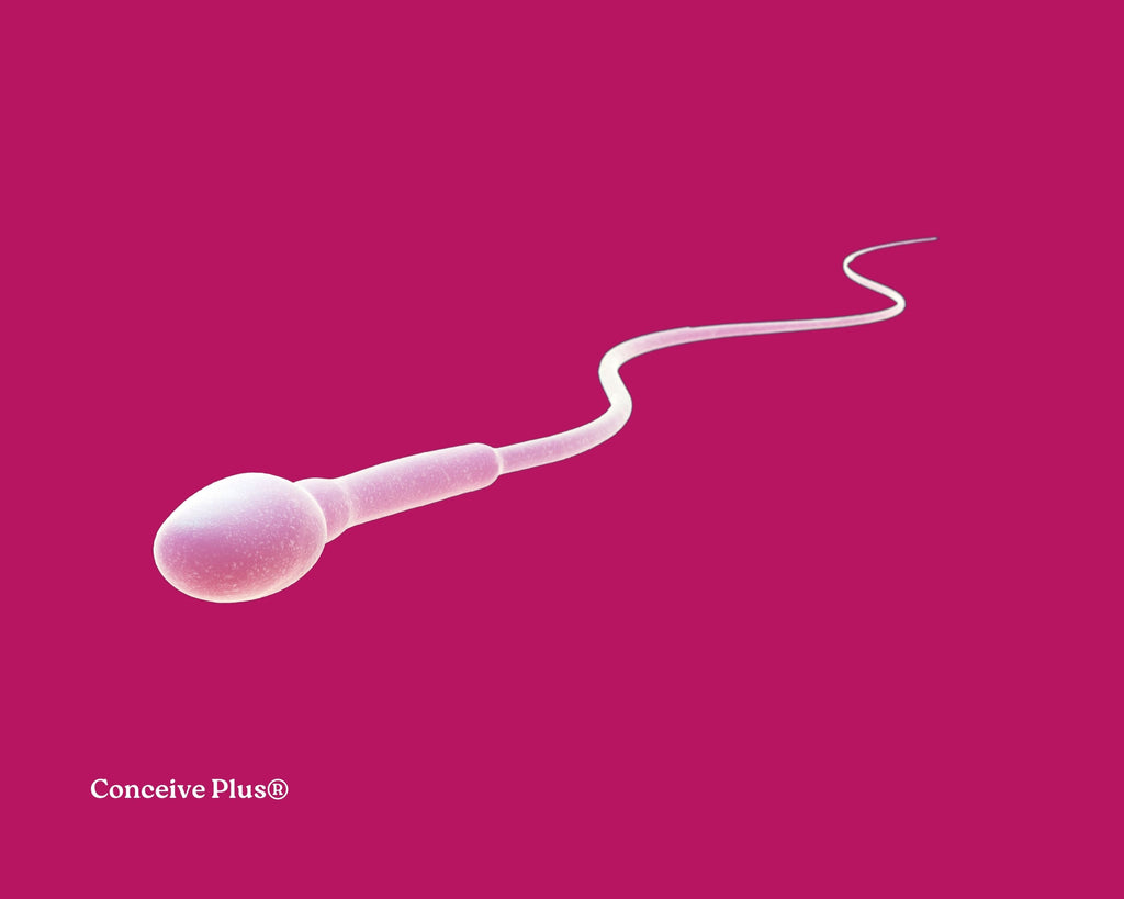 Big Sperm: The Impact of Size of Sperm on Male Fertility - Conceive Plus®