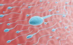 Big sperm don't always win the race - Conceive Plus®