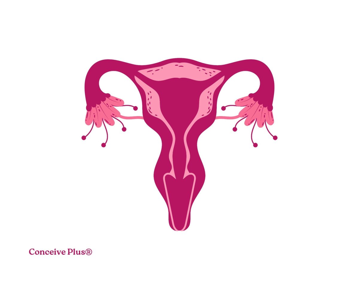 Does Male Uterus Exist? An Overview of Male And Female Anatomy - Conceive Plus®