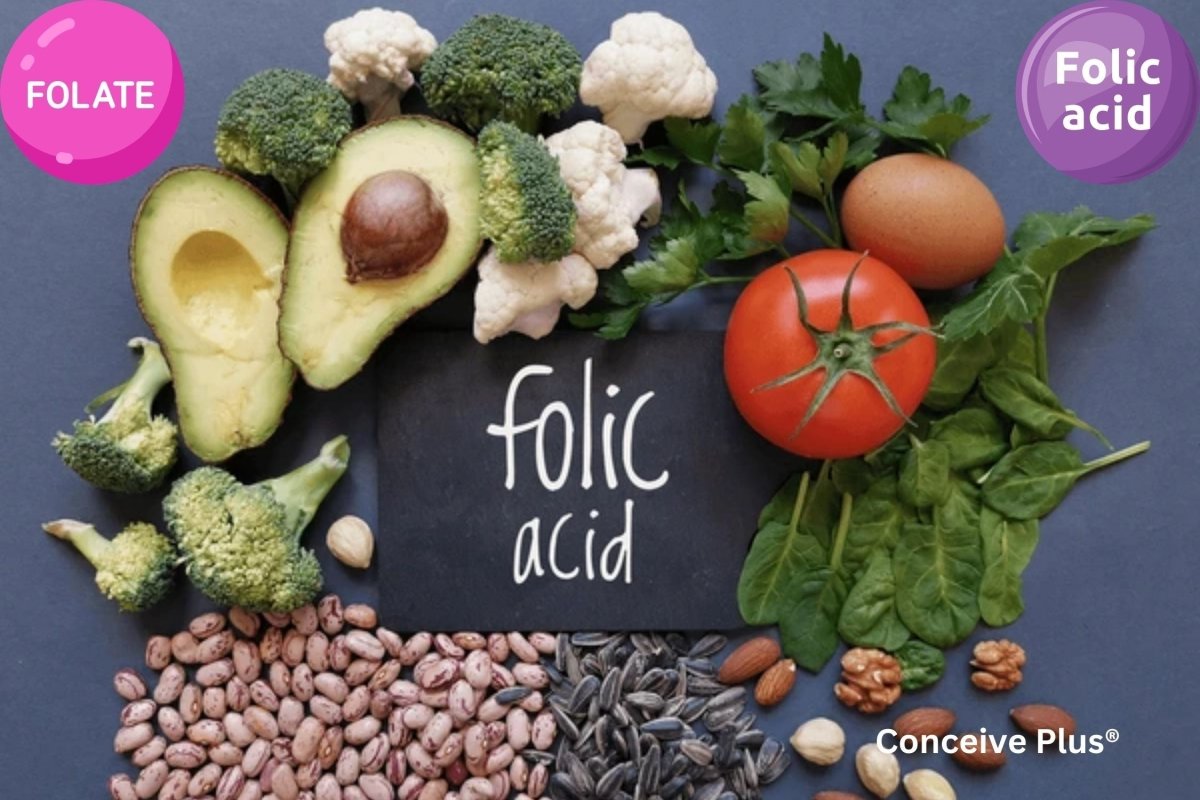 Folate vs acide folique prénatal | Conceive Plus®