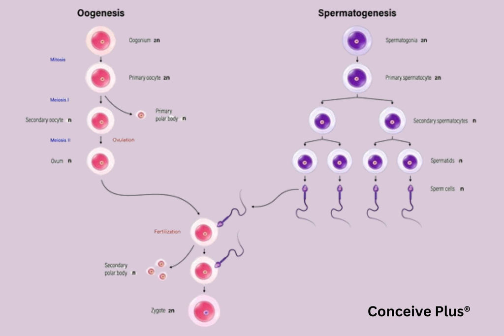 how many sperm are produced in the testes each day image showing the whole process of spermatogenesis