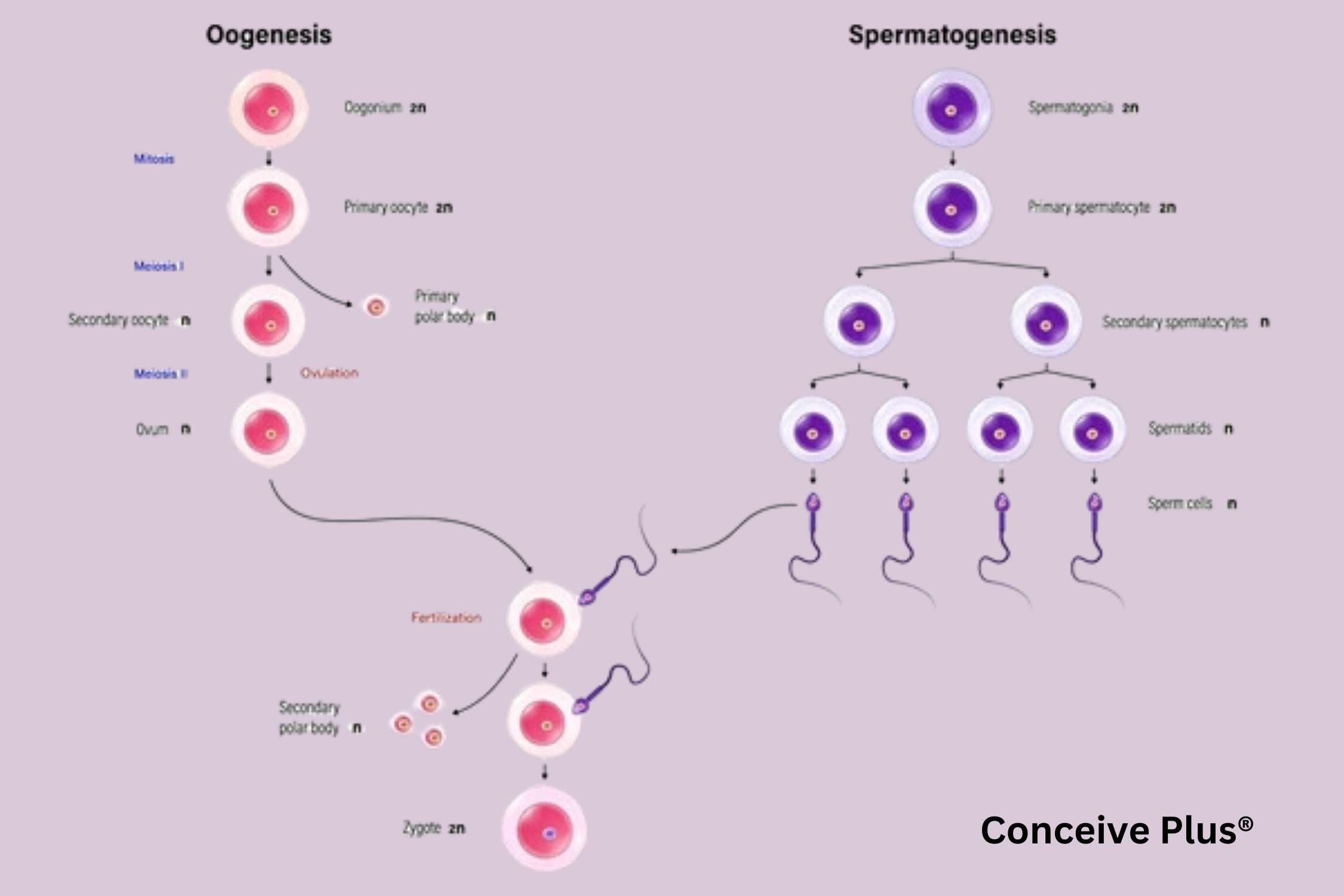 how many sperm are produced in the testes each day image showing the whole process of spermatogenesis