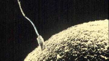 Lab Grown Sperm Could Cure Male Infertility - Conceive Plus USA