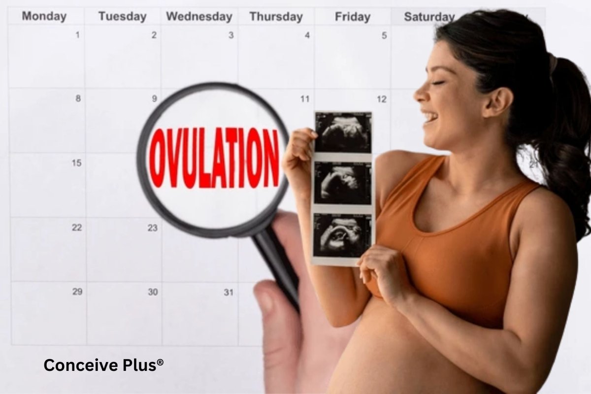 Ovulation Monitor: Your Fertility Window | Conceive Plus®